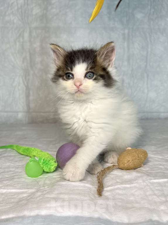Кошки в Санкт-Петербурге: Котенок 1 месяц Элин Девочка, Бесплатно - фото 5