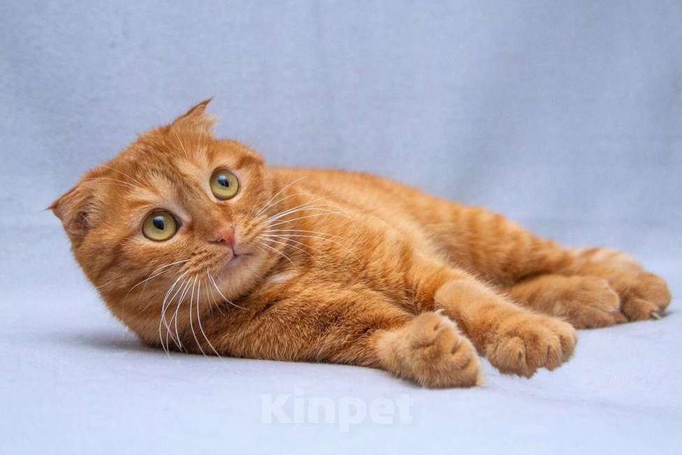 Кошки в Москве: Рыжая вислоухая кошечка Манго в добрые руки Девочка, Бесплатно - фото 5