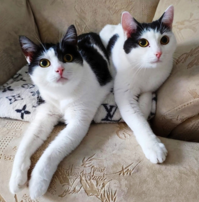 Кошки в Москве: котосчастье в квадрате очень хочет домой  Девочка, 10 руб. - фото 5