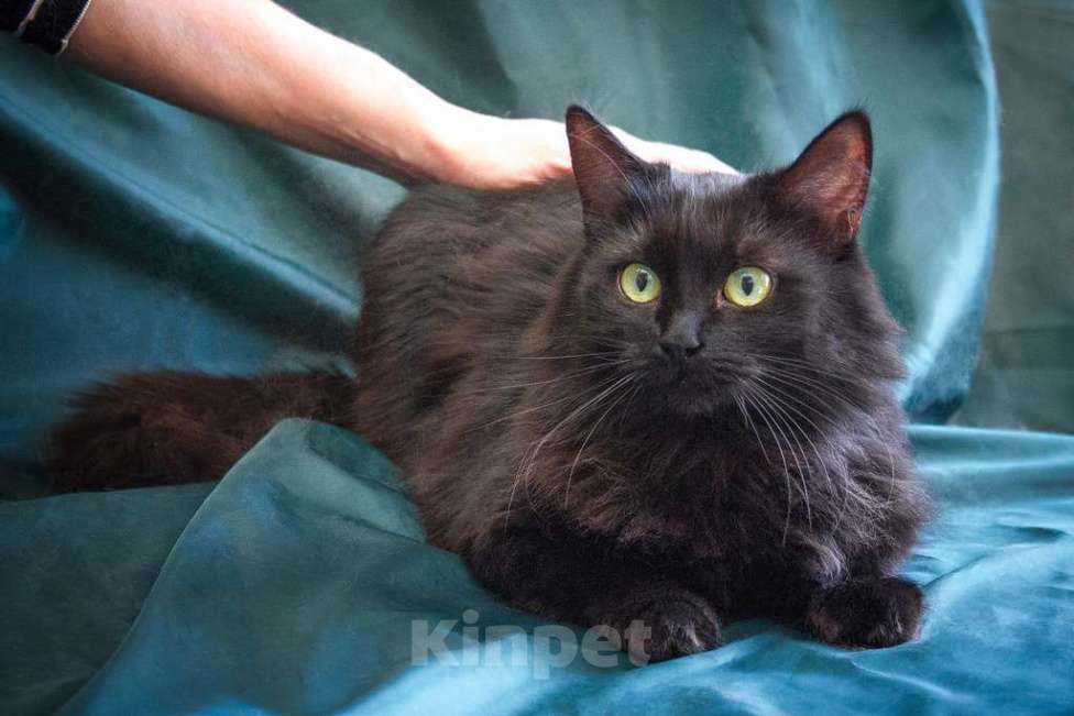 Кошки в Москве: Кошечка Нелли уютная пушинка в добрые руки Девочка, Бесплатно - фото 1