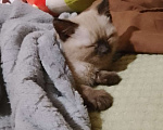 Кошки в Новомосковске: Потерялся котёнок, помогите пожалуйста найти  Мальчик, Бесплатно - фото 6