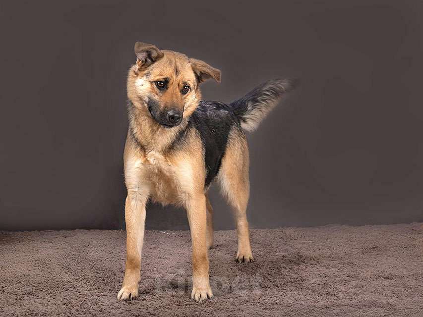 Собаки в Москве: Молодая, ласковая и общительная собачка Альма ищет дом Девочка, Бесплатно - фото 8