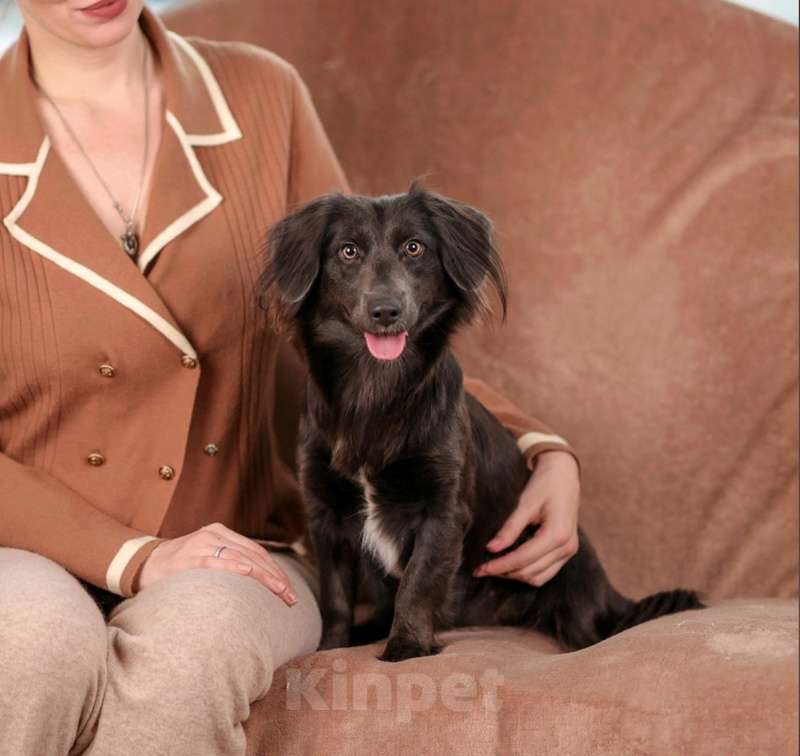 Собаки в Москве: Длинношерстная шоколадная коротколапая Агафья в добрые руки Девочка, Бесплатно - фото 4