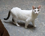 Кошки в Москве: Невезучий котик Сеня очень хочет стать домашним любимцем Мальчик, Бесплатно - фото 3