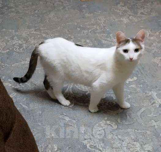 Кошки в Москве: Невезучий котик Сеня очень хочет стать домашним любимцем Мальчик, Бесплатно - фото 3