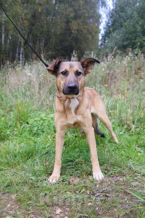 Собаки в Москве: Яся Девочка, Бесплатно - фото 18