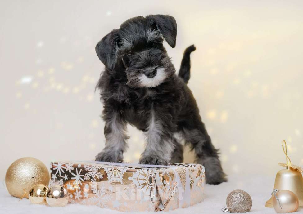 Собаки в Новосибирске: Щенки цвергшнауцера Девочка, 55 000 руб. - фото 6