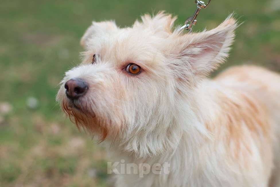 Собаки в Москве: Вилли некрупный бородатый песик. Требуется джентльмену достойный кров. Мальчик, Бесплатно - фото 2