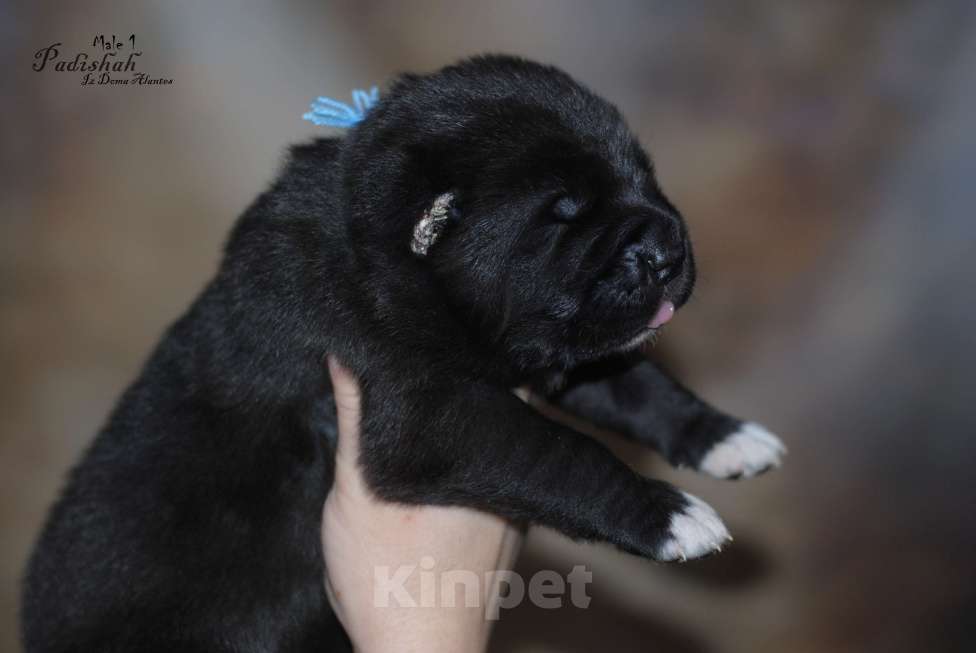 Собаки в Москве: Черный кобель сао Мальчик, Бесплатно - фото 1