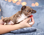 Собаки в Москве: Красивые щенки Чихуахуа Мальчик, 65 000 руб. - фото 2