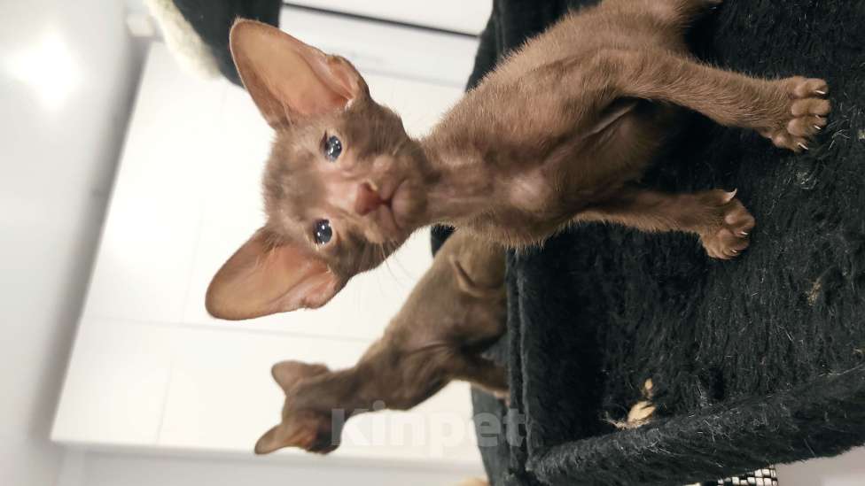 Кошки в Санкт-Петербурге: Девочка Девочка, 50 000 руб. - фото 4