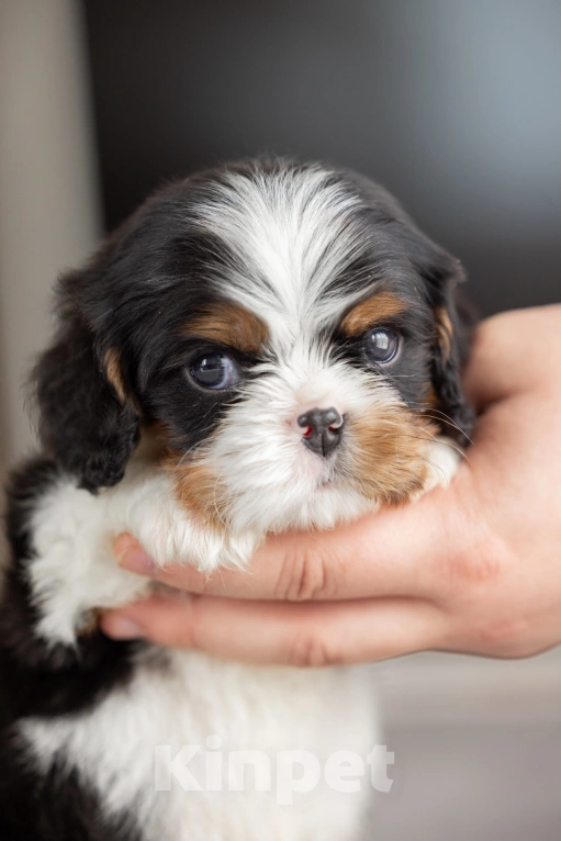 Собаки в Москве: Мальчик  триколор  Мальчик, 85 000 руб. - фото 4