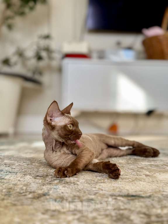 Кошки в Москве: Мальчик шоколадный Quick  Мальчик, 50 000 руб. - фото 7