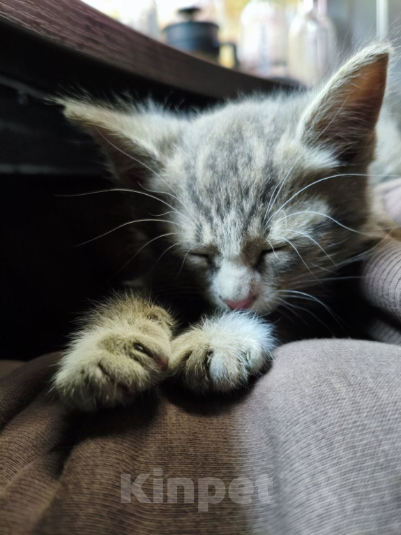 Кошки в Москве: Котенок серенький Мальчик, Бесплатно - фото 3