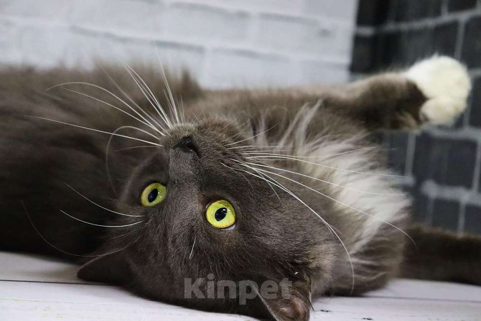 Кошки в Москве: Ищет дом вот такой шикарный кот - Пушистик Мальчик, Бесплатно - фото 3