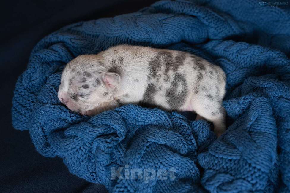 Собаки в Москве: Щенок французского бульдога с космической внешностью  Мальчик, Бесплатно - фото 4