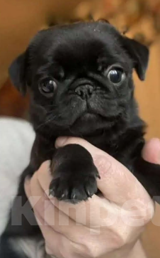Собаки в Москве: Щенки мопса с документами Мальчик, 33 000 руб. - фото 2