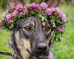 Собаки в Солнечногорске: Молода, спокойная, собака-компаньон Девочка, Бесплатно - фото 2