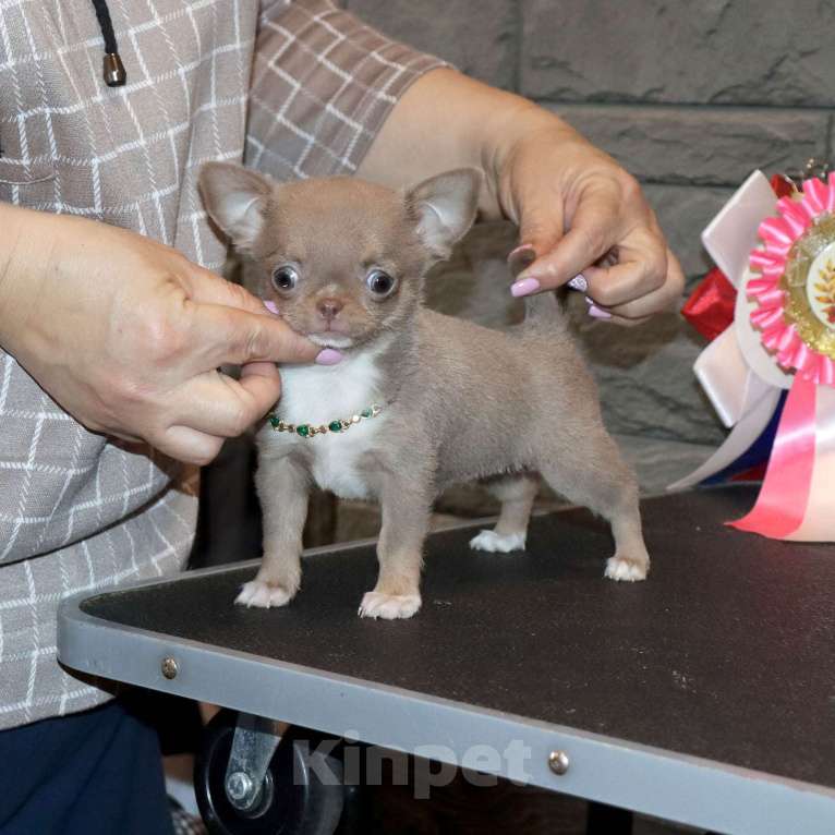 Собаки в Москве: 💜Лиловая кукольная чихуахуа Девочка, 100 000 руб. - фото 5