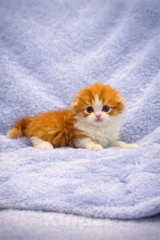 Кошки в Москве: Хайленд фолд красный мальчик Мальчик, 70 000 руб. - фото 2