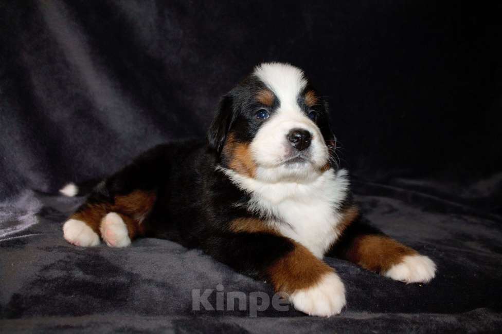 Собаки в других городах Московской области: Бернский зенненхунд Девочка, 120 000 руб. - фото 8
