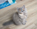 Кошки в Кропоткине: Шотландские котята  Девочка, 3 500 руб. - фото 3