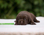 Собаки в Москве: Шоколадный щенок лабрадор, мальчик девочка, РКФ Мальчик, 60 000 руб. - фото 9