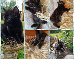 Кошки в Москве: Котенок Магги, 2 месяца, окрас черный мрамор Девочка, Бесплатно - фото 2