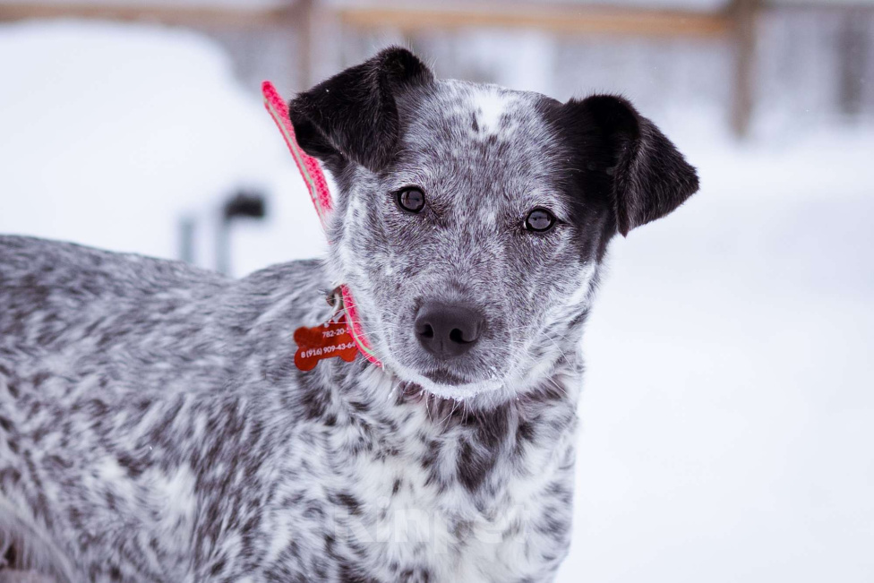 Собаки в Москве: Метис в добрые руки! Девочка, Бесплатно - фото 2
