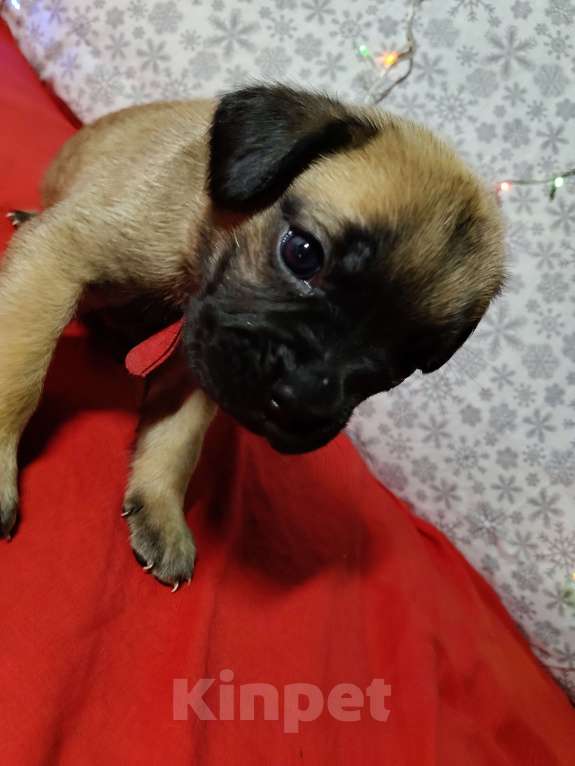 Собаки в других городах Краснодарского края: Кане-Корсо, щенок Девочка, 20 000 руб. - фото 7