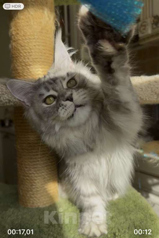 Кошки в Санкт-Петербурге: КЕОНА  Девочка, 50 000 руб. - фото 8