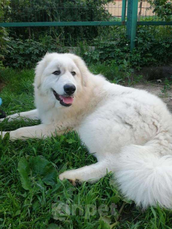 Собаки в Воскресенске: Щенки Пиренейской горной собаки  Мальчик, 50 000 руб. - фото 5