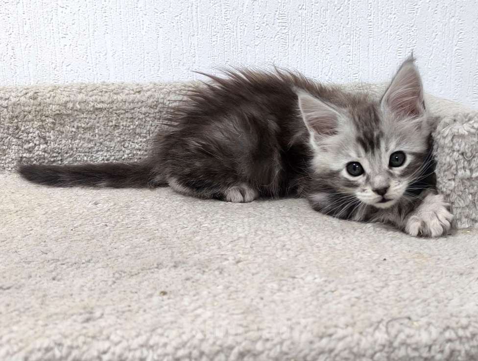 Кошки в Санкт-Петербурге: Котенок мейн-кун полидакт 6/6/5/5 Мальчик, 80 000 руб. - фото 2