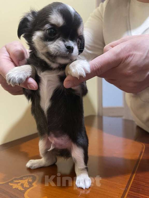 Собаки в других городах Московской области: Щенок чихуахуа мальчик Приц Мальчик, 75 000 руб. - фото 4