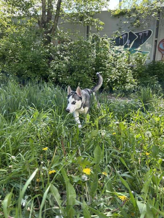 Собаки в Екатеринбурге: Щенок хаски Девочка, 8 000 руб. - фото 5