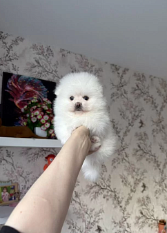 Белый мальчик