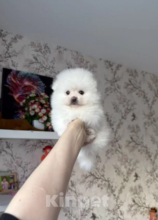 Собаки в Москве: Белый мальчик Мальчик, 30 000 руб. - фото 1