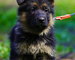 Собаки в Подольске: щенки немецкой овчарки Девочка, Бесплатно - фото 4