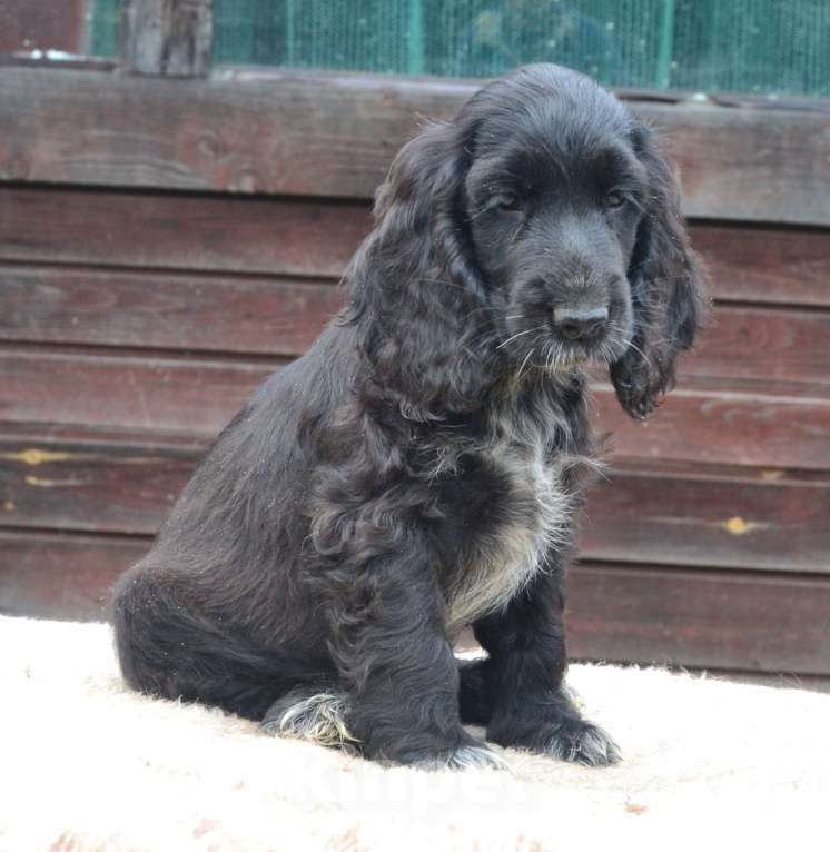 Собаки в Зеленограде: Английский кокер спаниель щенки Девочка, 40 000 руб. - фото 2