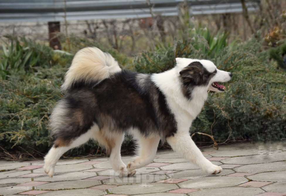 Собаки в Москве: Ненецкая оленегонная лайка. Сука Алекса. Девочка, 75 000 руб. - фото 6