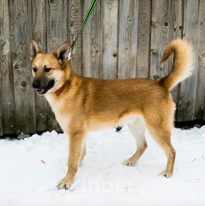 Собаки в Москве: Люк Мальчик, Бесплатно - фото 4