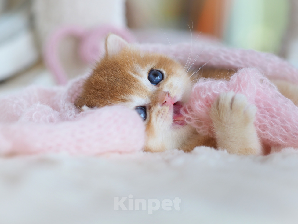 Кошки в Москве: Золотая британская шиншилла Жужа Девочка, 150 000 руб. - фото 2