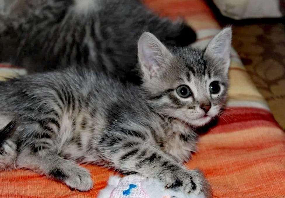 Кошки в Балашихе: котята  бесплатно Девочка, Бесплатно - фото 1
