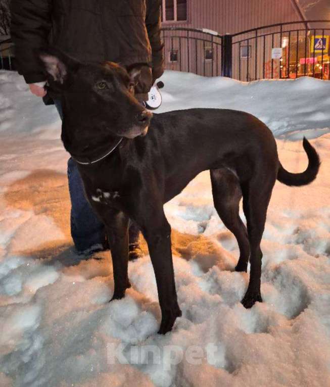 Собаки в Мурином: СРОЧНО взрослая СОБАЧЕНЬКА Девочка, Бесплатно - фото 5