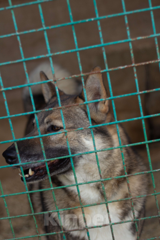 Собаки в Москве: Акела Мальчик, Бесплатно - фото 1