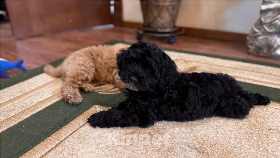 Собаки в Лабинске: Продаю щенят пуделя Мальчик, 30 000 руб. - фото 7