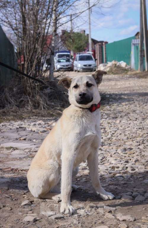 Собаки в Подольске: Мэни 1 год в добрые руки  Мальчик, Бесплатно - фото 2