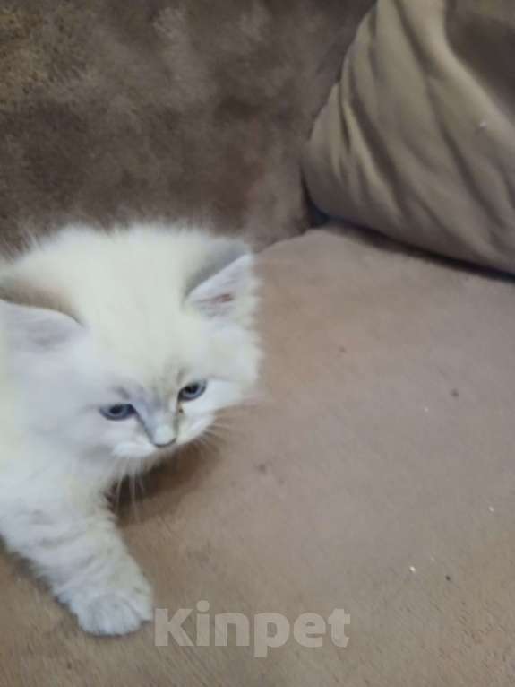 Кошки в Москве: Котенок мальчик  Мальчик, Бесплатно - фото 2