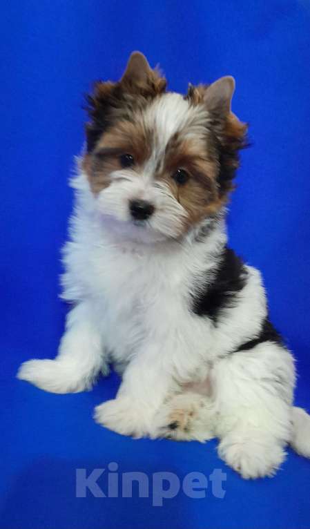 Собаки в Москве: Мальчик не крупный Мальчик, 50 000 руб. - фото 4