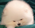 Собаки в Москве: Померанский шпиц, кремовая мини девочка Девочка, 27 000 руб. - фото 5